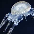 Jellyfish 1