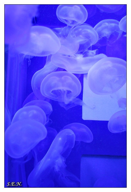 jellyfish