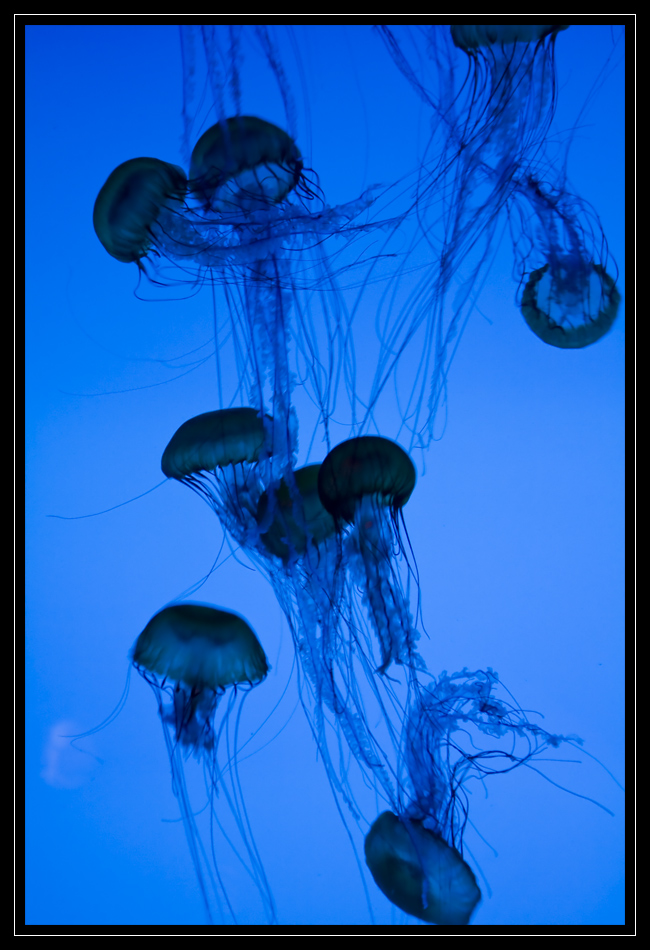 jellyfish