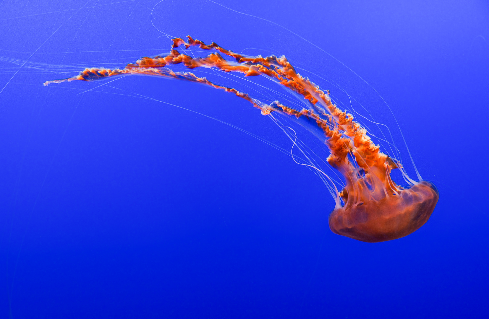 Jellyfish 2