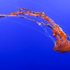 Jellyfish 2