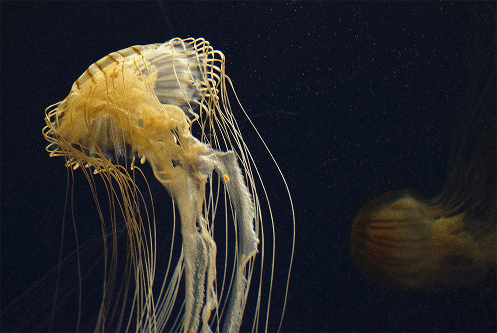 Jellyfish 2