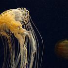 Jellyfish 2