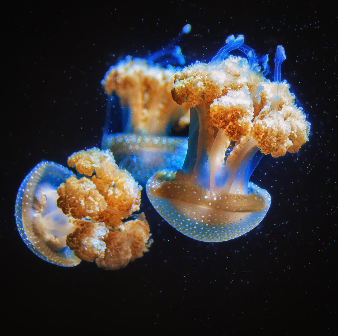 Jellyfish