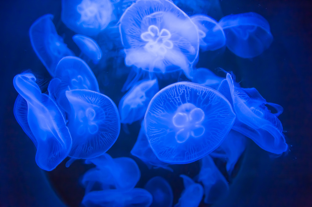 Jellyfish