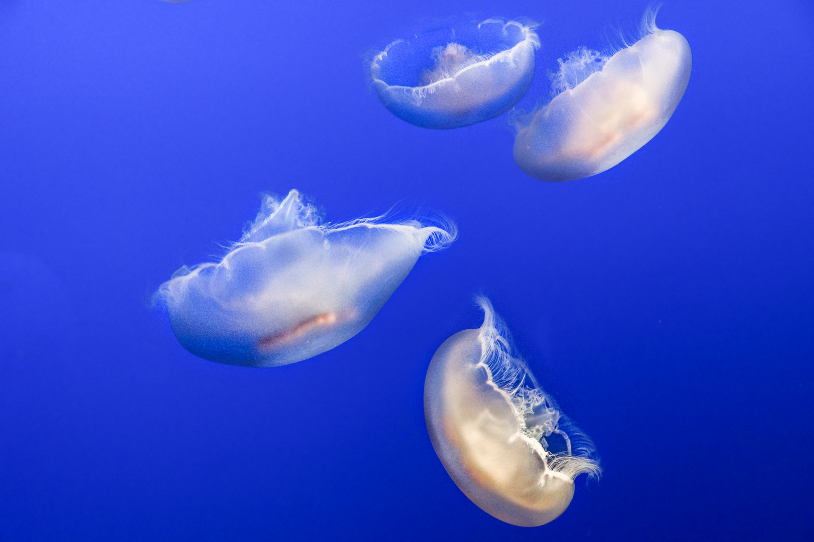 Jellyfish 3