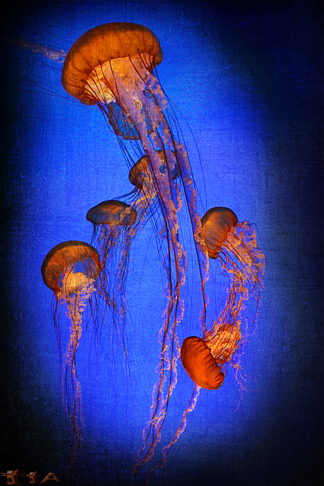 ... jellyfish ...