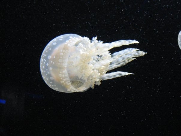 jellyfish