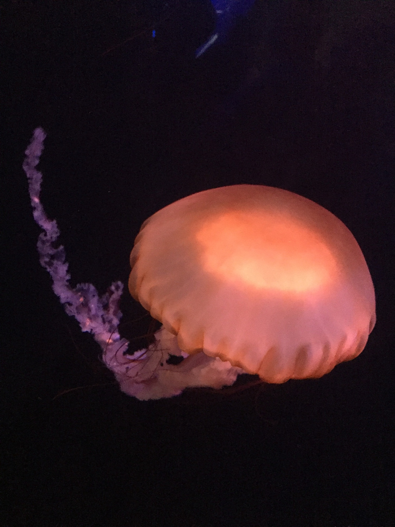 Jellyfish