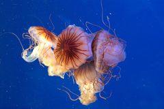 Jellyfish