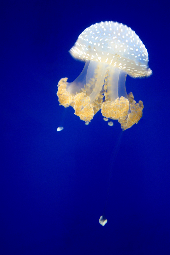 Jellyfish