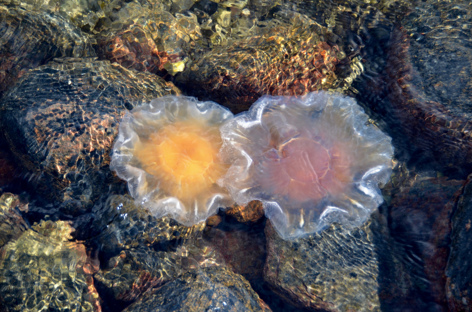 Jellyfish