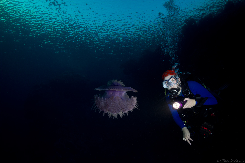 JELLYFISH