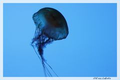 Jellyfish