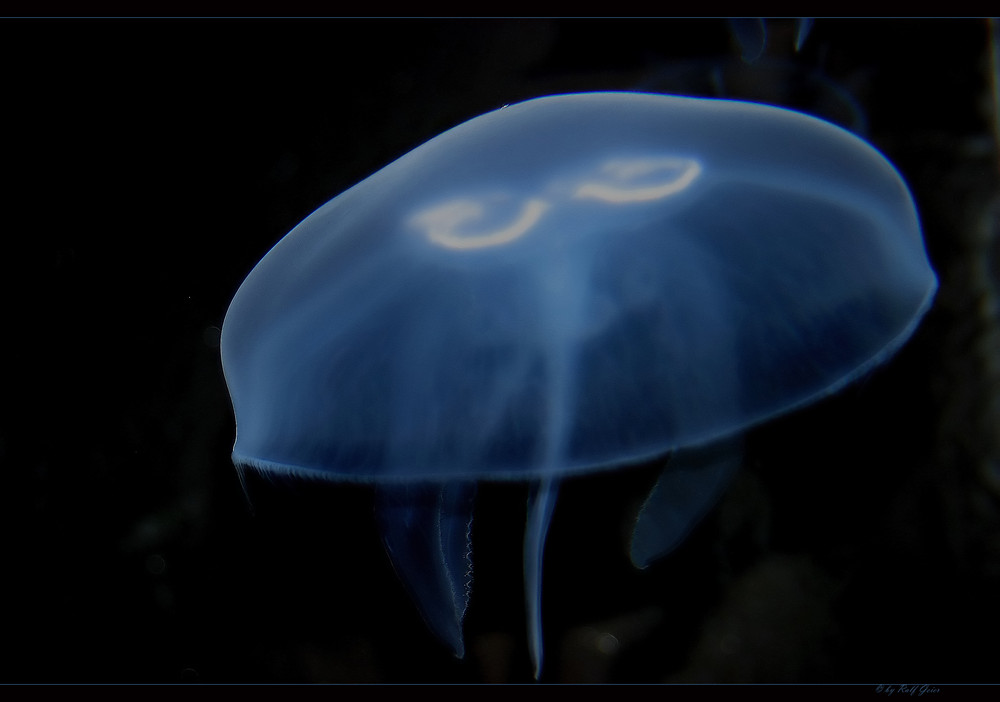 jellyfish