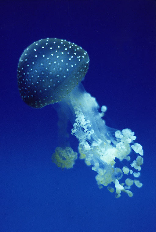 jellyfish