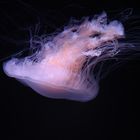 Jellyfish