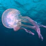 jellyfish