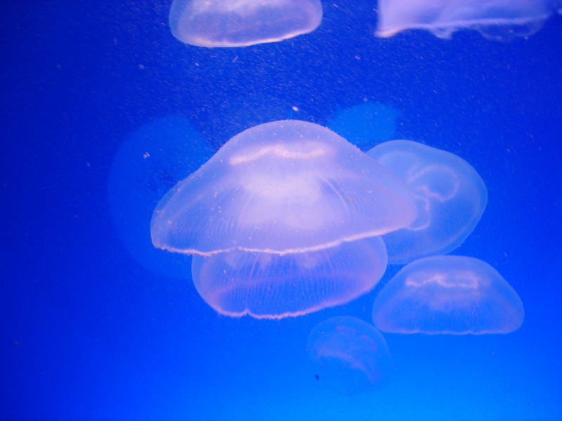 Jellyfish