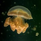 Jellyfish Bea von Reinhard