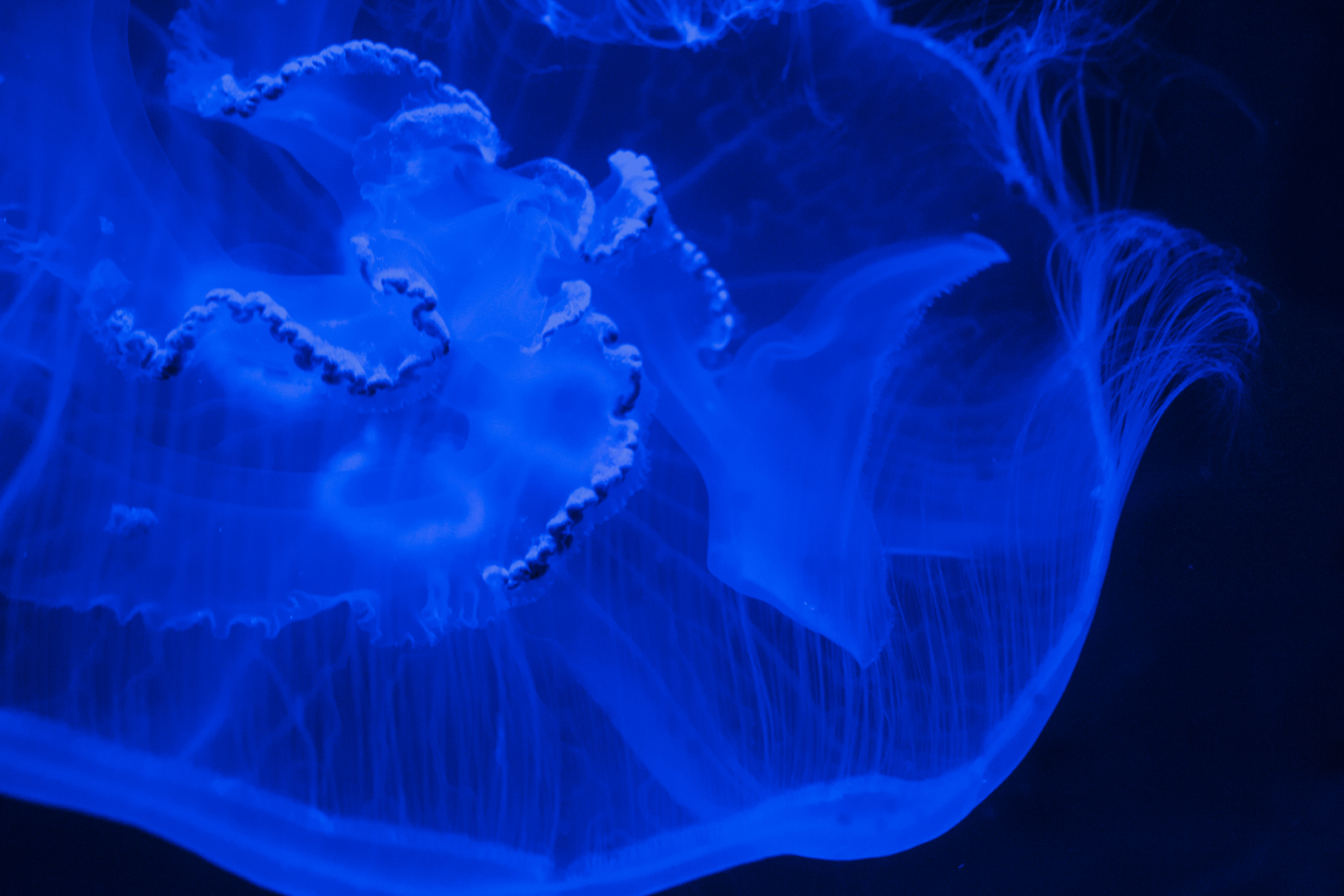 jellyfish