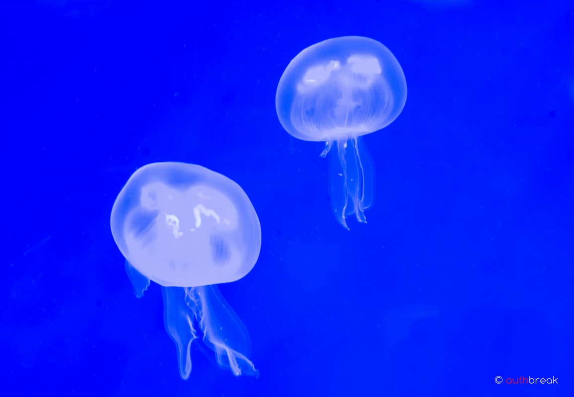 jellyfish