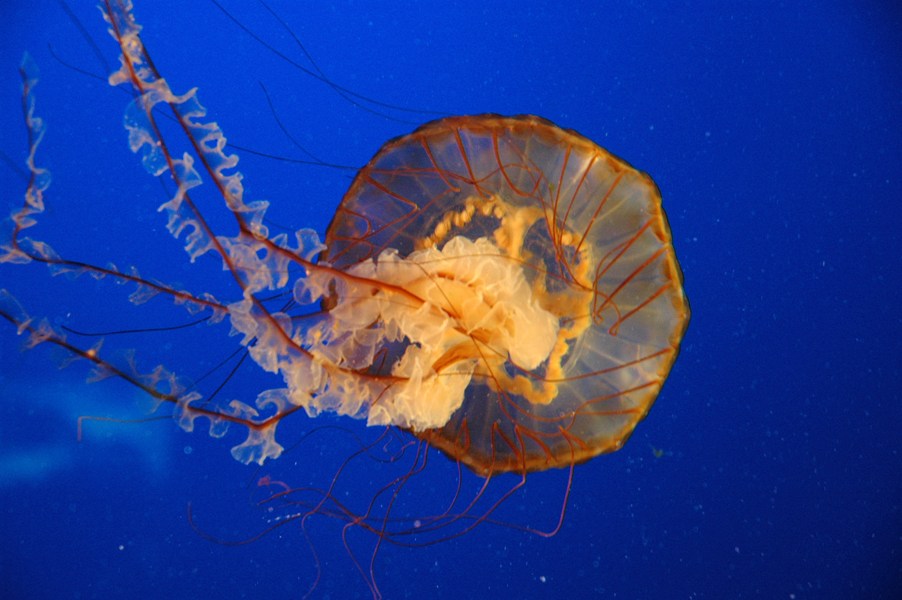 Jellyfish