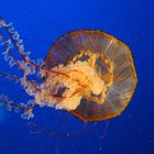 Jellyfish