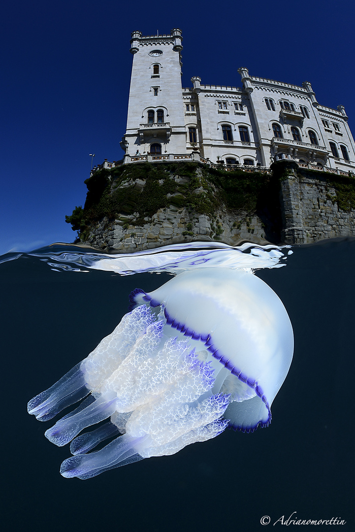 Jellyfish & castle