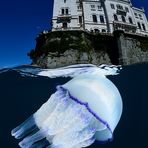 Jellyfish & castle