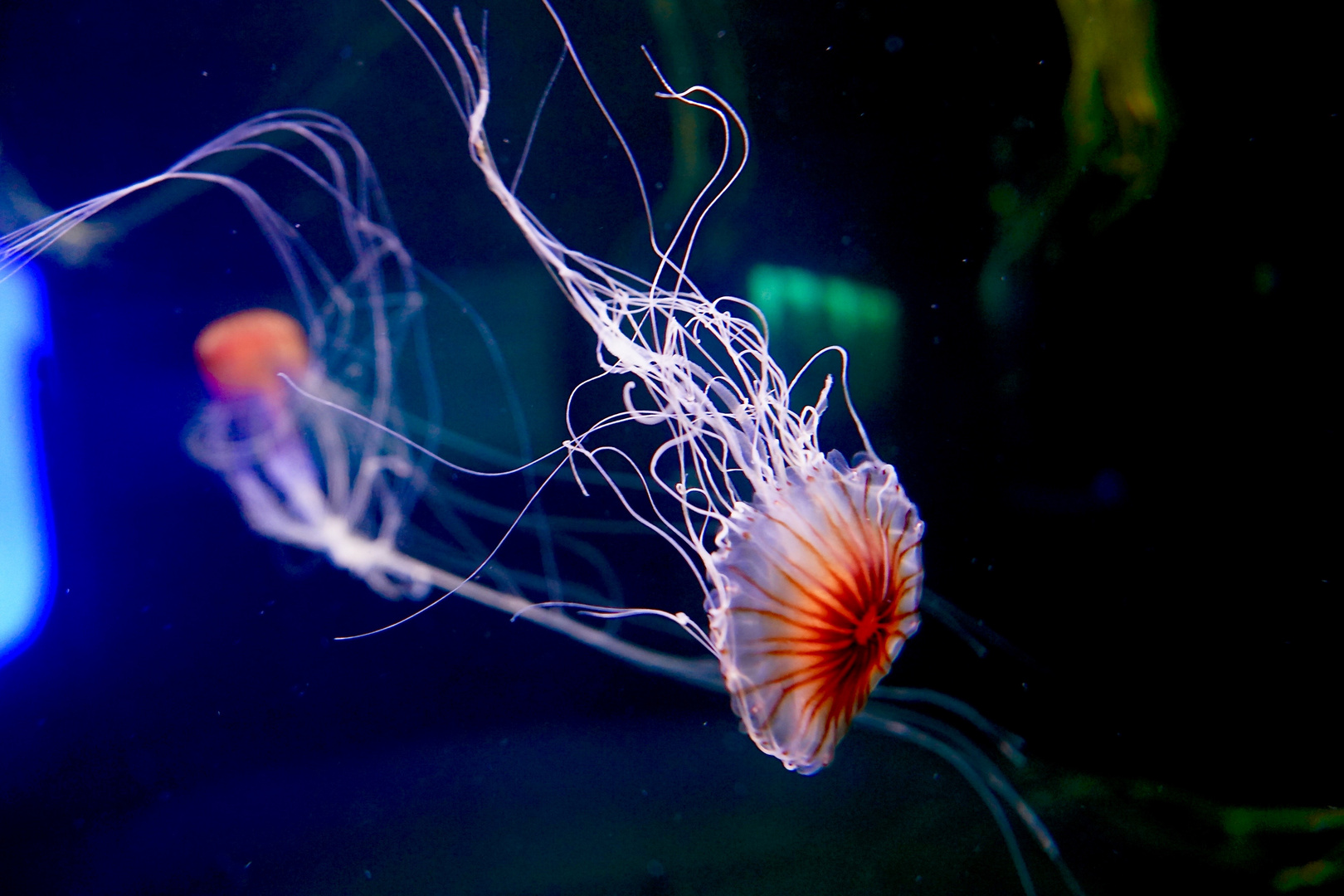 Jellyfish