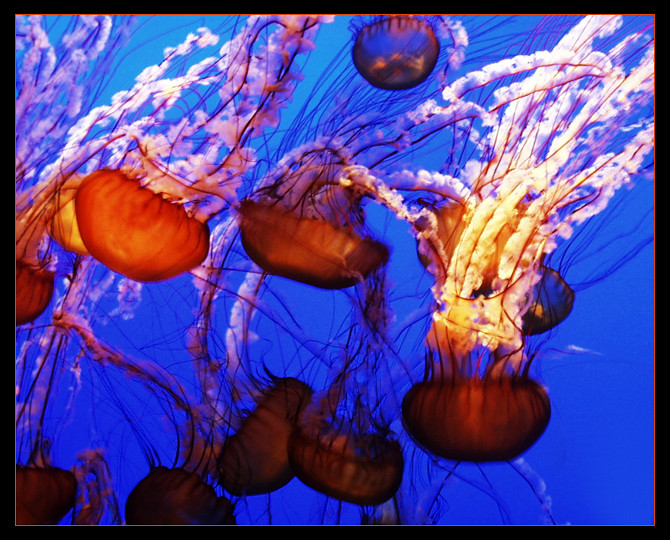 JellyFish Dance