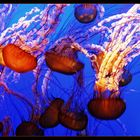 JellyFish Dance