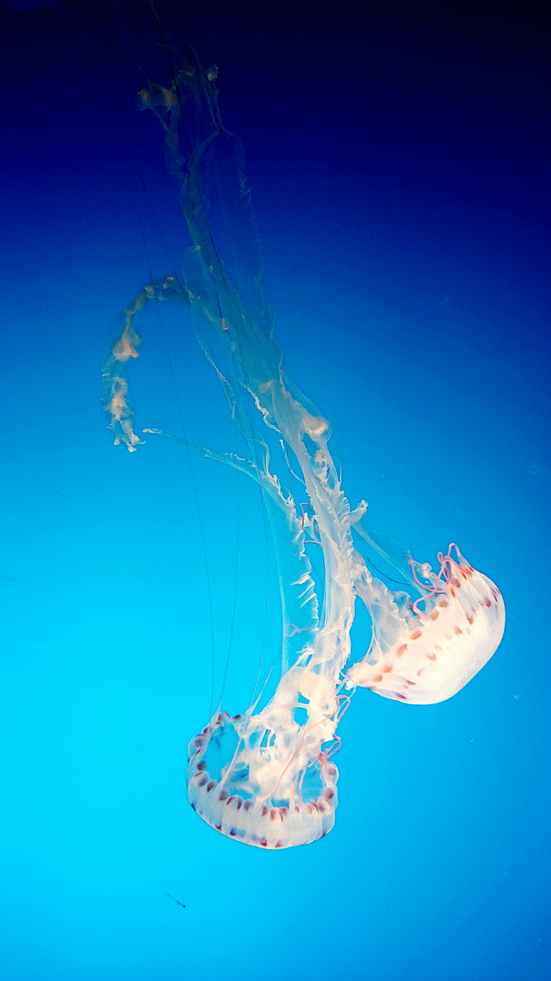 Jellyfish Dance