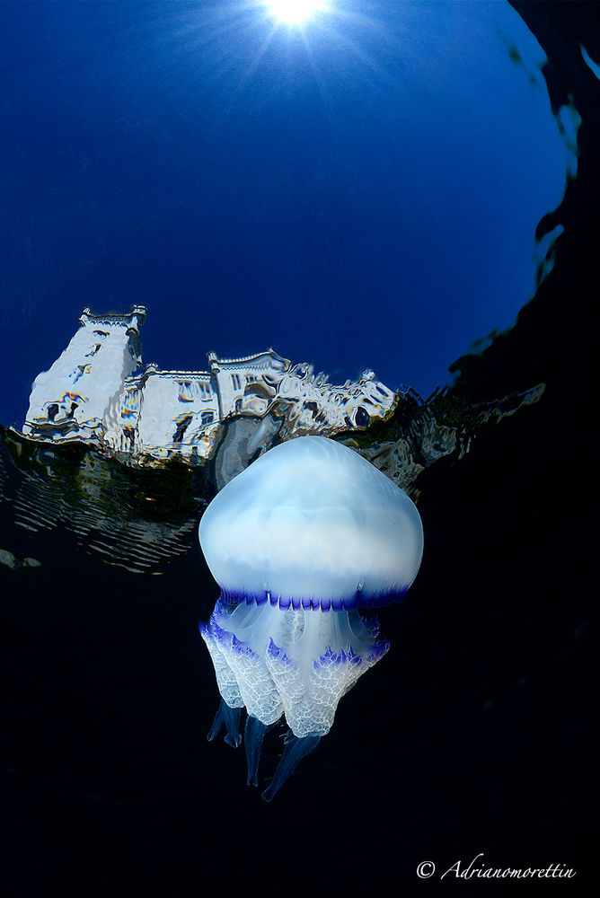 Jellyfish dream