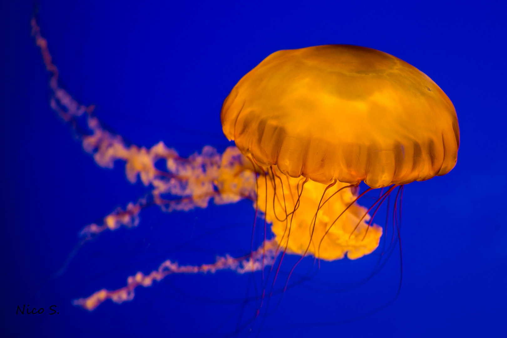 jellyfish 