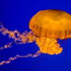 jellyfish 