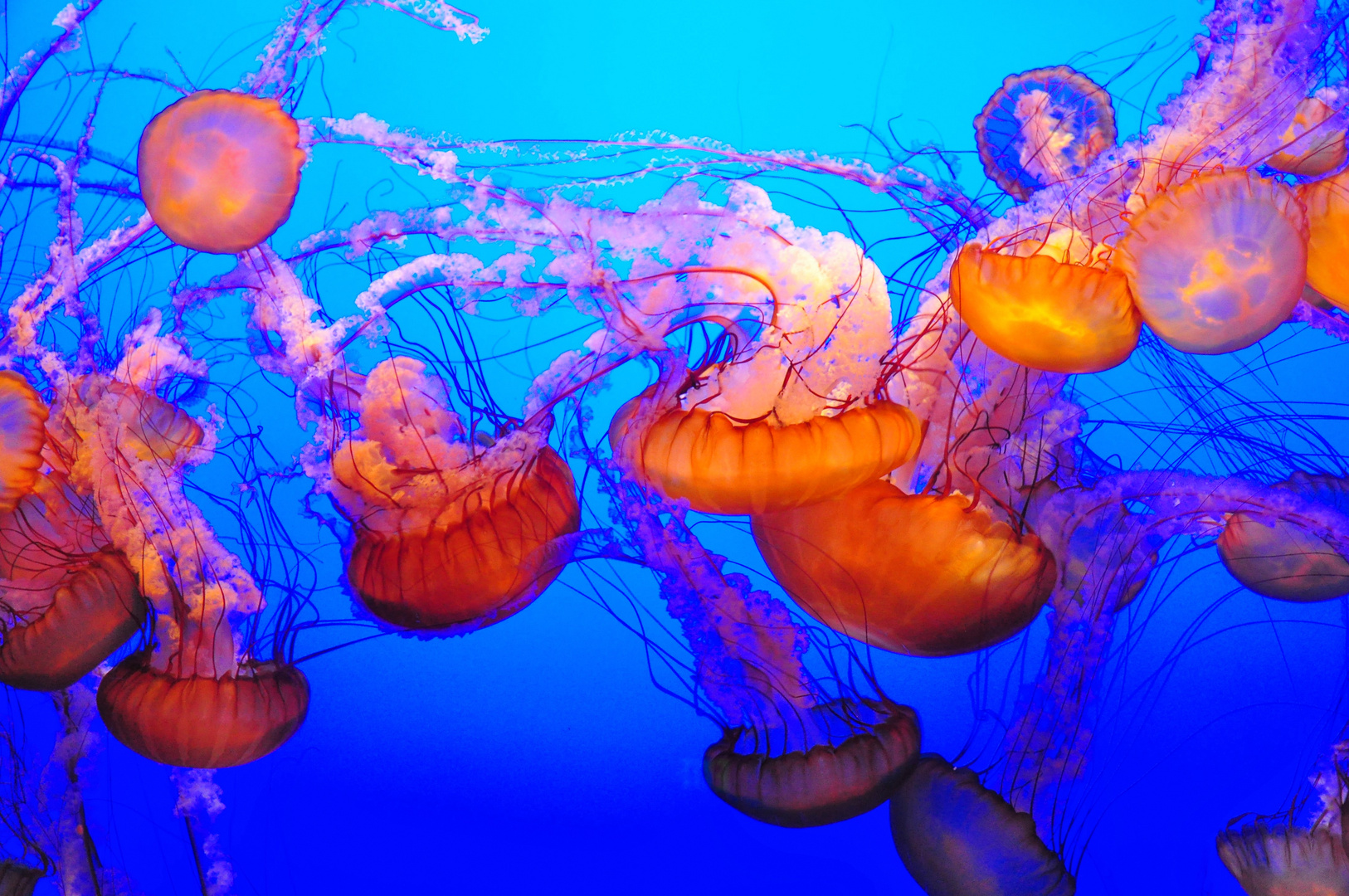 Jellyfish