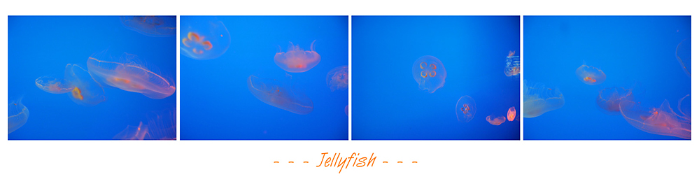 Jellyfish ... von Ulina C.