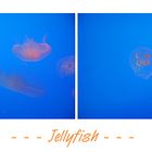 Jellyfish ...
