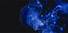 jellyfish - from underneath