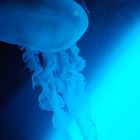 jellyfish II