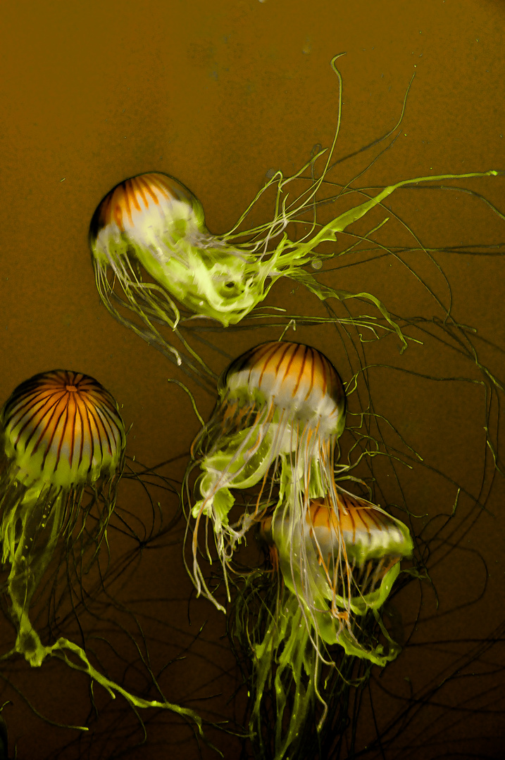 Jellyfish in Darkness