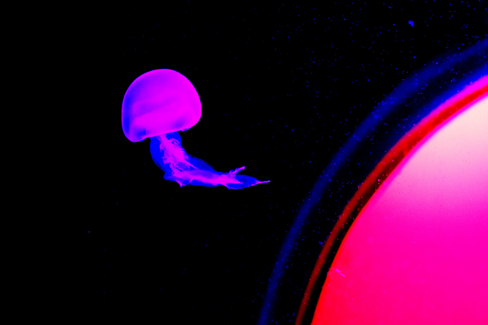 Jellyfish in Space