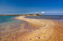 jellyfish island