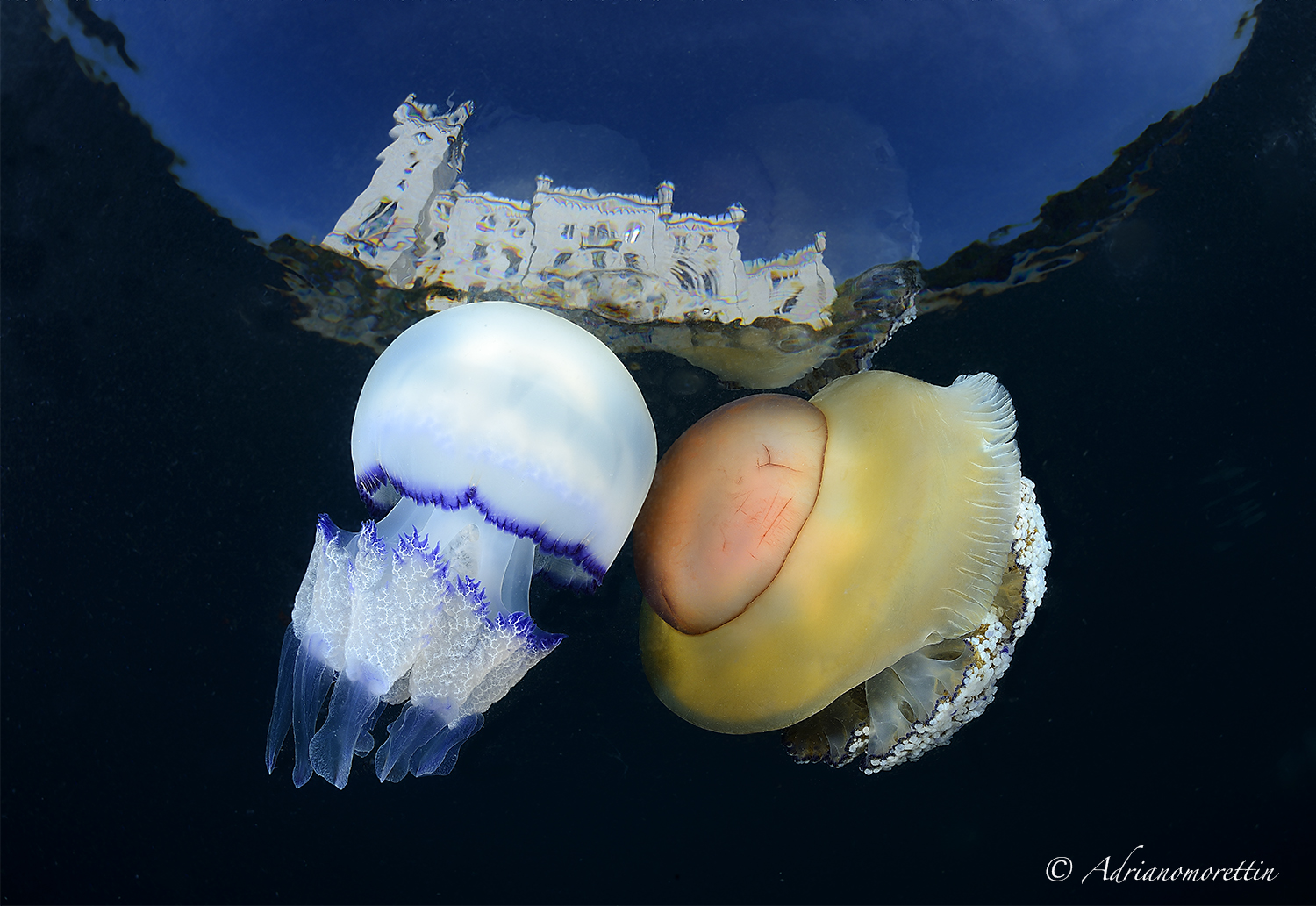 Jellyfish kiss