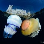 Jellyfish kiss