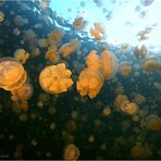 Jellyfish Lake