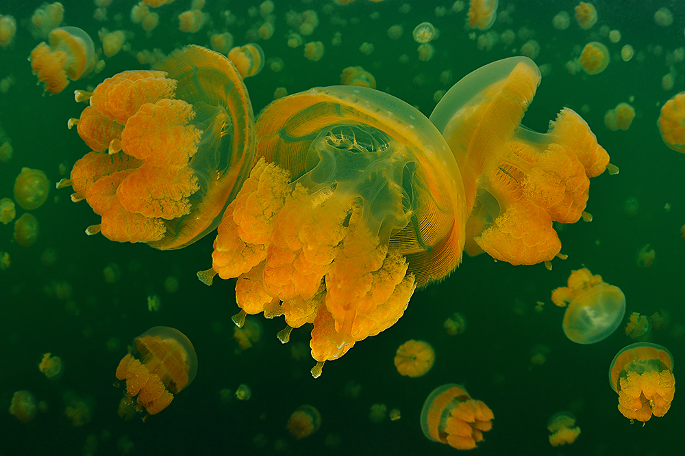 Jellyfish Lake