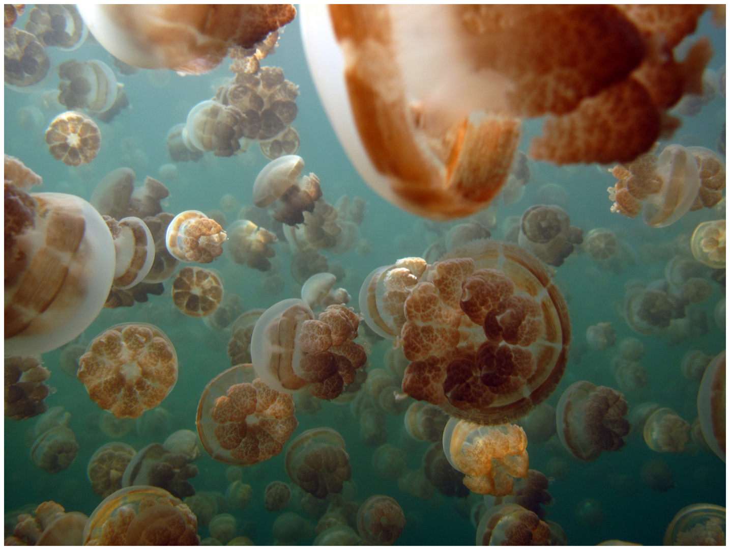 Jellyfish Lake